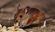 24 Hour & Emergency Exterminators in Masonville, AR